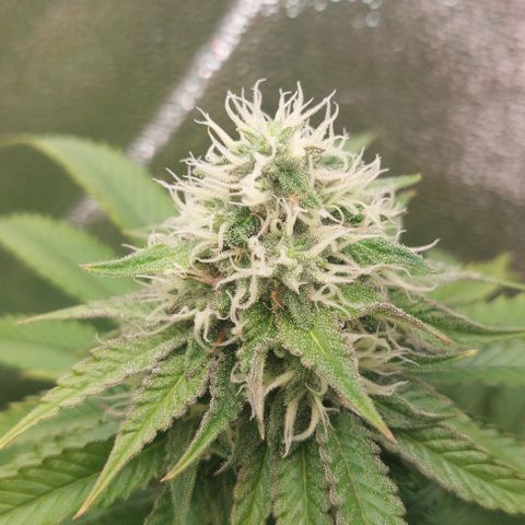 Wedding Gelato #1 growlog timeline photo
