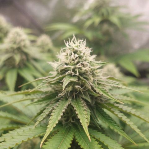 Wedding Gelato #1 growlog timeline photo