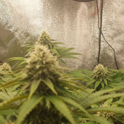 Wedding Gelato #1 growlog timeline photo