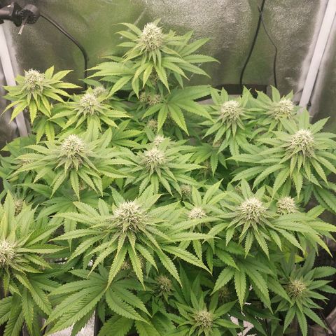 Wedding Gelato #1 growlog timeline photo