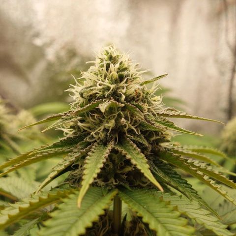 Wedding Gelato #1 growlog timeline photo