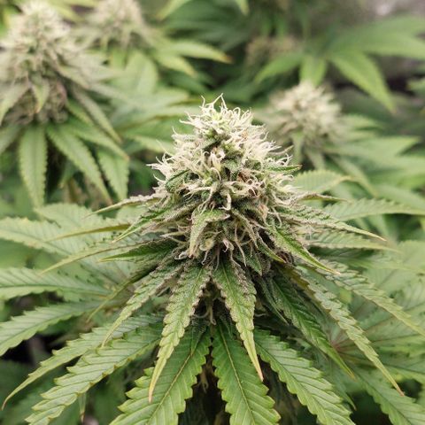 Wedding Gelato #1 growlog timeline photo