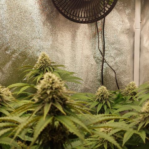 Wedding Gelato #1 growlog timeline photo
