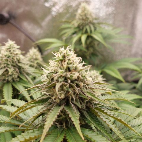 Wedding Gelato #1 growlog timeline photo