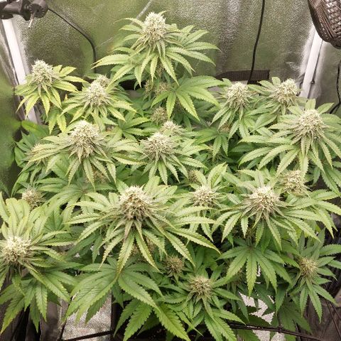 Wedding Gelato #1 growlog timeline photo