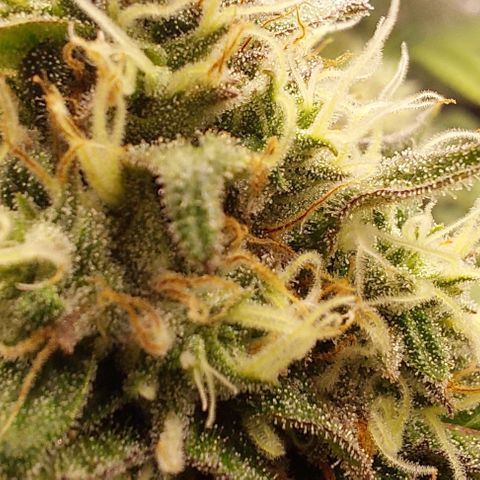 Wedding Gelato #1 growlog timeline photo