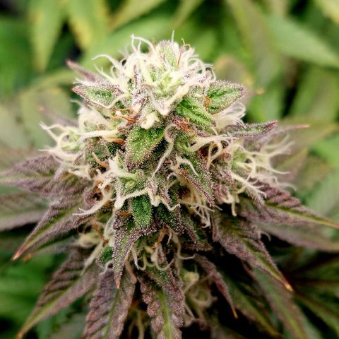 Wedding Gelato #1 growlog timeline photo
