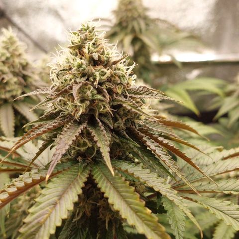 Wedding Gelato #1 growlog timeline photo