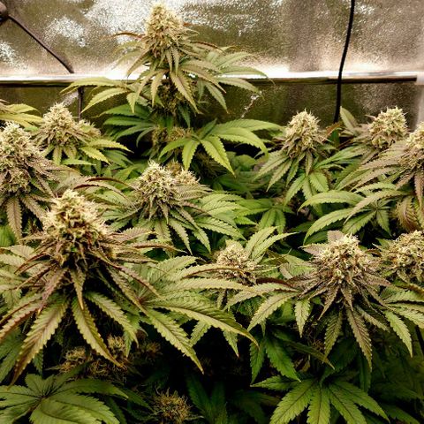 Wedding Gelato #1 growlog timeline photo