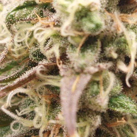 Wedding Gelato #1 growlog timeline photo