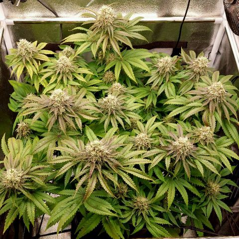 Wedding Gelato #1 growlog timeline photo
