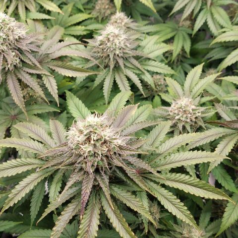 Wedding Gelato #1 growlog timeline photo