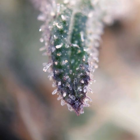 Wedding Gelato #1 growlog timeline photo