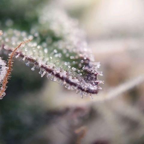 Wedding Gelato #1 growlog timeline photo