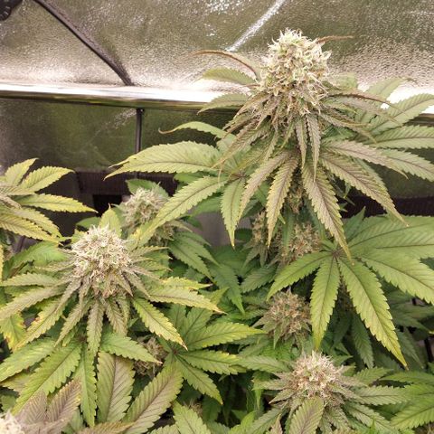 Wedding Gelato #1 growlog timeline photo