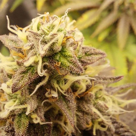 Wedding Gelato #1 growlog photo: Vlt noch 10 Tage zur Ernte