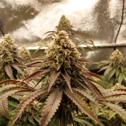 Wedding Gelato #1 growlog photo: Vlt noch 10 Tage zur Ernte