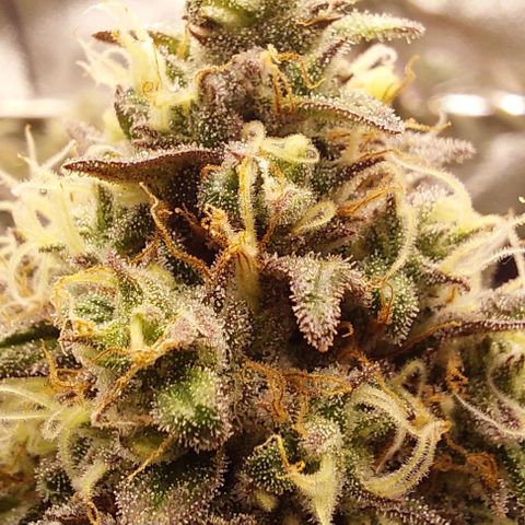 Wedding Gelato #1 growlog photo: Vlt noch 10 Tage zur Ernte