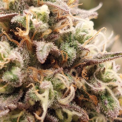 Wedding Gelato #1 growlog timeline photo
