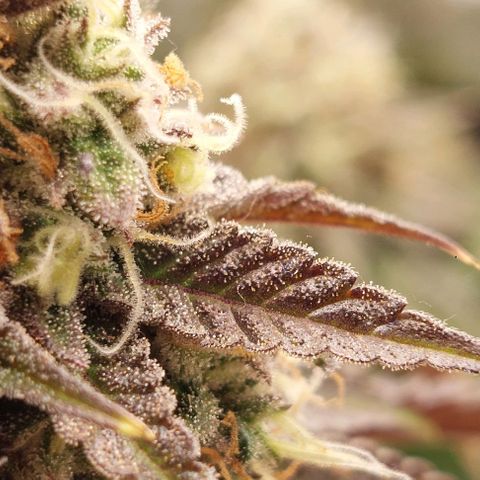 Wedding Gelato #1 growlog timeline photo