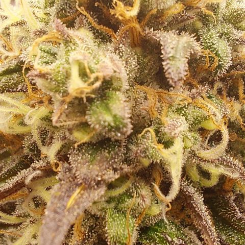 Wedding Gelato #1 growlog timeline photo