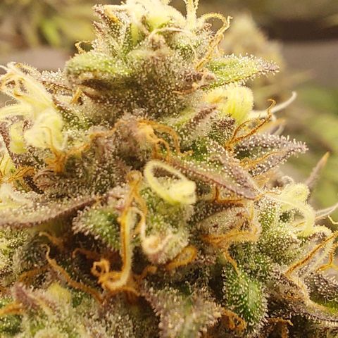 Wedding Gelato #1 growlog timeline photo