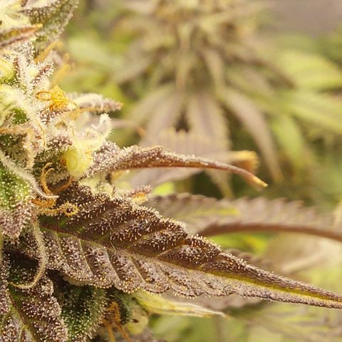 Wedding Gelato #1 growlog timeline photo