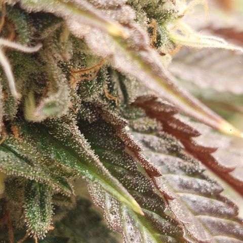 Wedding Gelato #1 growlog timeline photo