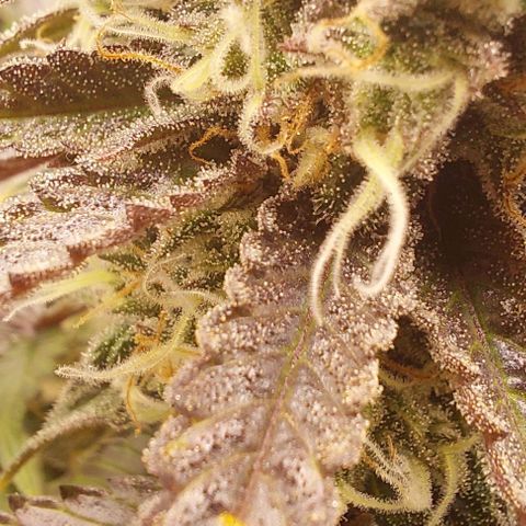 Wedding Gelato #1 growlog timeline photo