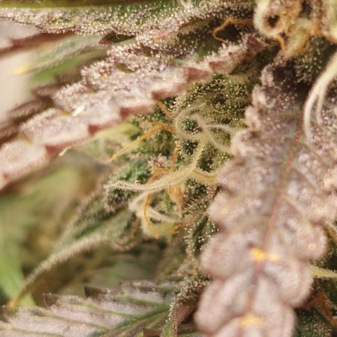 Wedding Gelato #1 growlog timeline photo