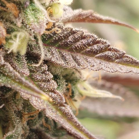 Wedding Gelato #1 growlog timeline photo