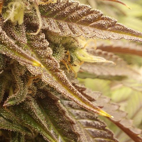 Wedding Gelato #1 growlog timeline photo