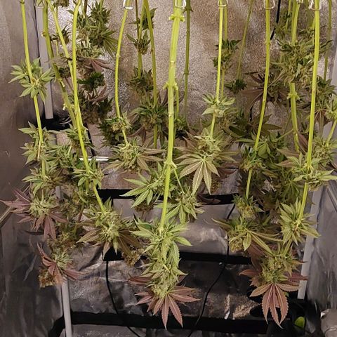 Wedding Gelato #1 growlog timeline photo