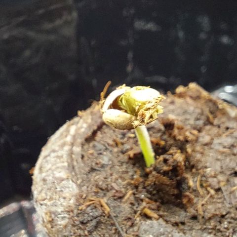Wedding Gelato #2 growlog timeline photo