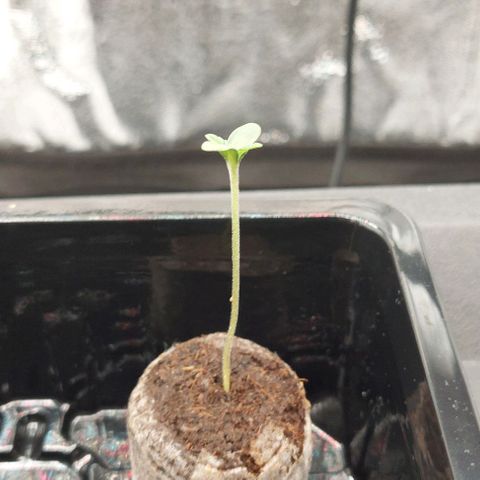 Wedding Gelato #2 growlog timeline photo