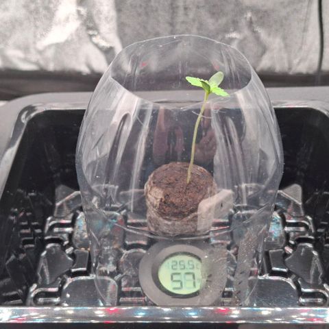 Wedding Gelato #2 growlog timeline photo