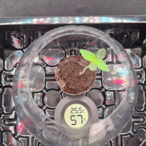 Wedding Gelato #2 growlog timeline photo