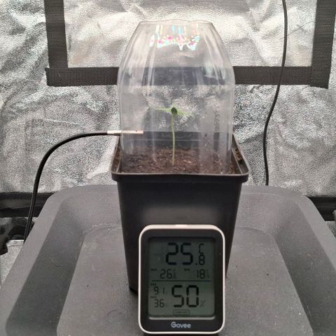 Wedding Gelato #2 growlog timeline photo