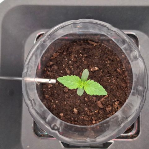 Wedding Gelato #2 growlog timeline photo