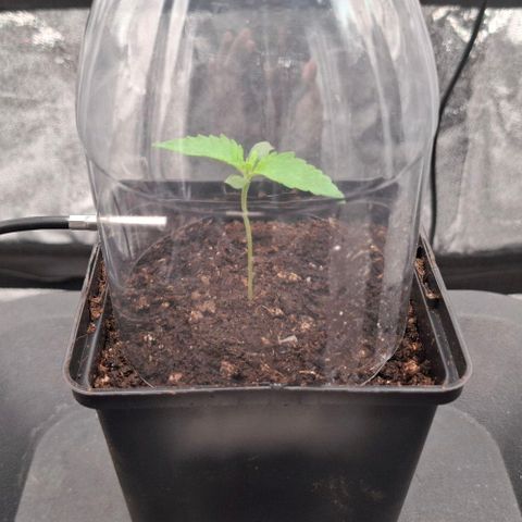 Wedding Gelato #2 growlog timeline photo