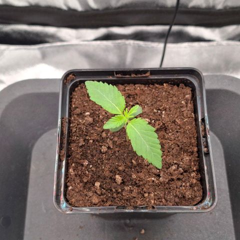 Wedding Gelato #2 growlog timeline photo