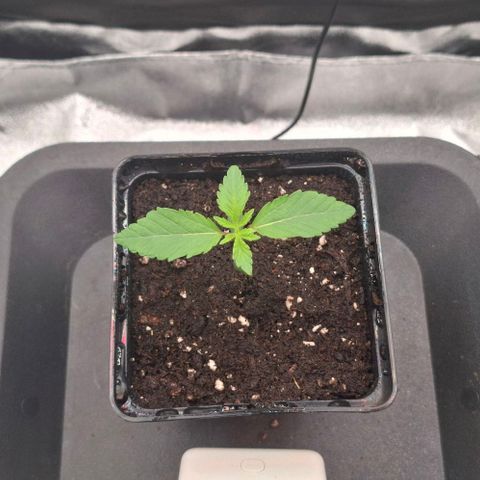 Wedding Gelato #2 growlog timeline photo