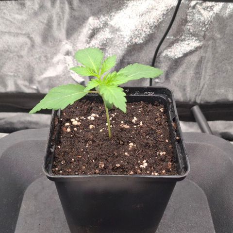 Wedding Gelato #2 growlog timeline photo
