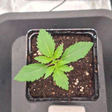 Wedding Gelato #2 growlog timeline photo