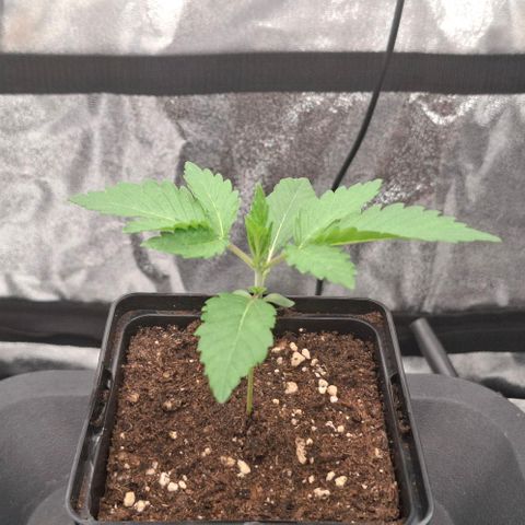 Wedding Gelato #2 growlog timeline photo