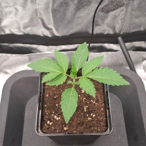 Wedding Gelato #2 growlog timeline photo