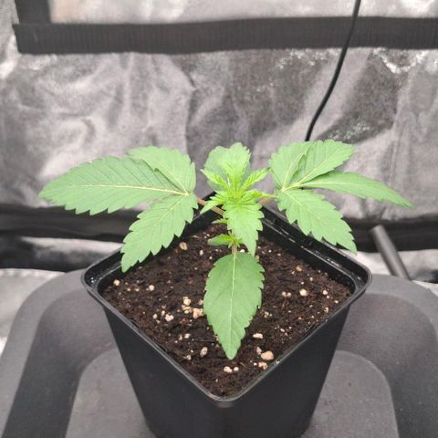 Wedding Gelato #2 growlog timeline photo