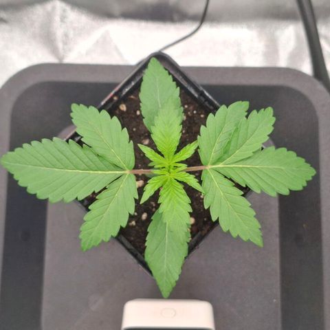 Wedding Gelato #2 growlog timeline photo