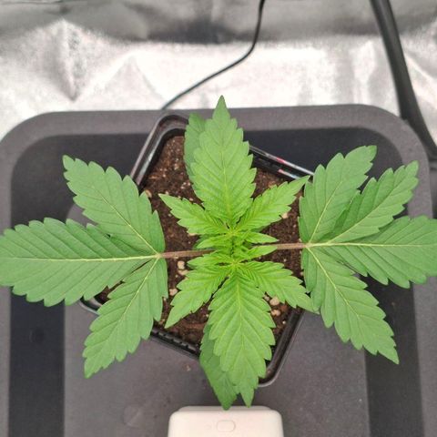 Wedding Gelato #2 growlog timeline photo