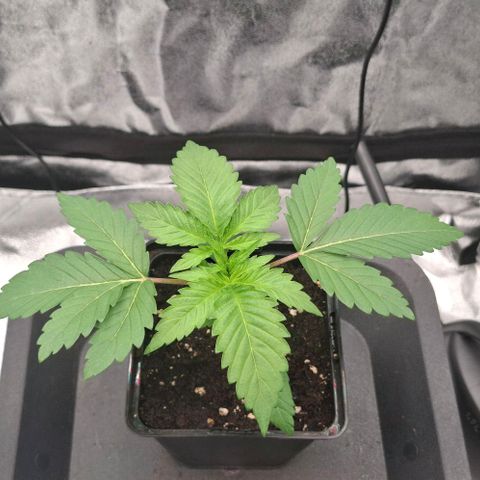 Wedding Gelato #2 growlog timeline photo